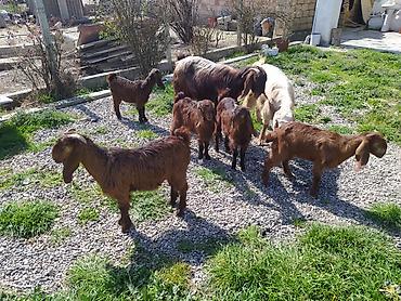 Digər kənd təsərrüfatı heyvanları: Hələb keçiləri satılır.2ana 5bala — 6