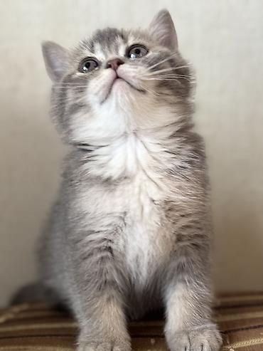 Pişiklər: British tipli pişik balaları - Cins: British Shorthair (şəkillərdə — 6