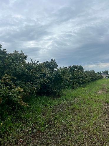 Həyət evləri və villaların satışı: 3 otaqlı, 100 kv. m, Yeni təmirli — 13