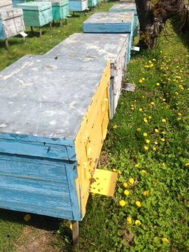 Иссык-Куль 2024: 🐝 Продаю пчелиные ульи! 🏡🍯 Готовы создать свою пчелиную ферму? У нас