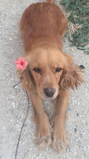 acana корм: Koker spaniyel, 2 il, Dişi, Ödənişli çatdırılma — 3