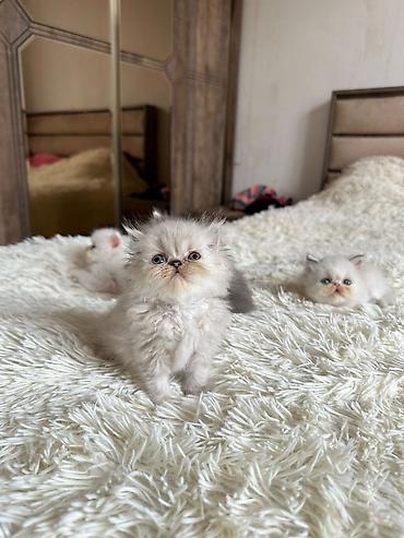 Pişiklər: Fars, Erkək, Dişi, Yaxşı əllərə, Ünvandan götürmə, Pulsuz çatdırılma, Ödənişli çatdırılma — 3