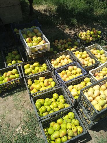 раки купить: Алмуруттар Дүңүнөн, Өзү алып кетүү