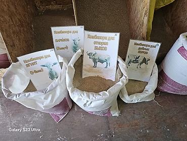 Эспарцет: Эспарцет [тюп район ],кара беде урону [кара балтаныкы — 13