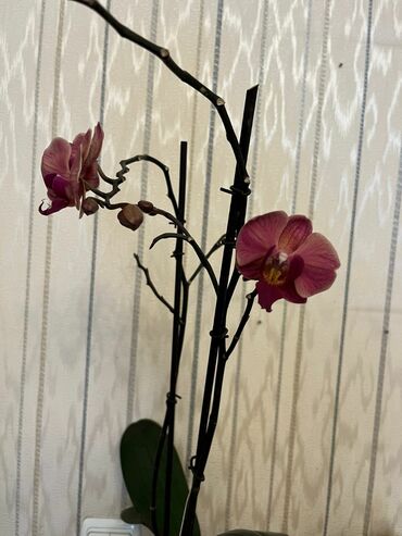 güldəfnə bitkisi: Орхидея голандская два цветоноса, (дорастила цаетоносы), в магазине
