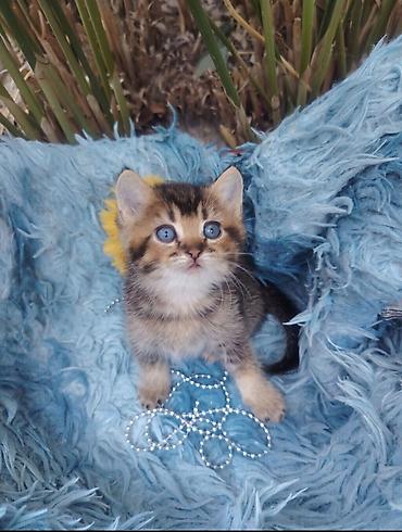 Кошки: Золотая шиншилла, Самец, В добрые руки, Самовывоз — 3