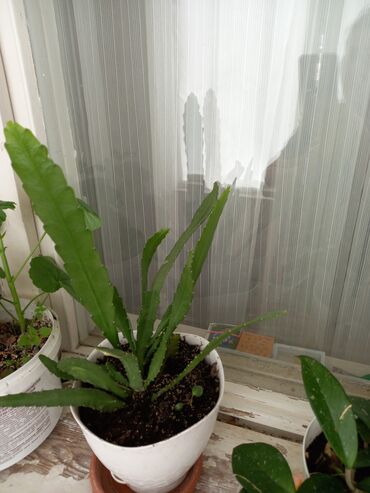 Otaq bitkiləri: 6-7azn aralığında dibçək gülləri satılır — 4