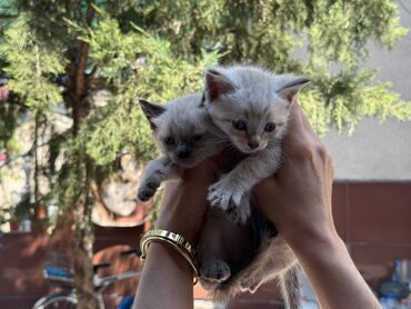 шотландская кошка черная: Скотиш Страйт (Шотландиялык тик кулактуу), 1 айлык, Эркек, Лотокко барууга үйрөтүлгөн