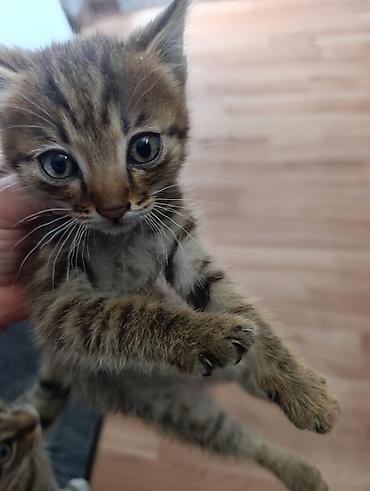 кошка ххх: Кошка даром: Беспородная, 2 месяца, Мальчик — 1