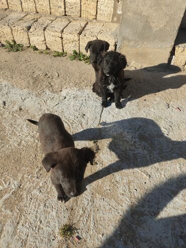 İtlər: Zvonok, 2 ay, Erkek — 11