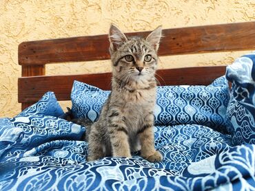 персидская кошка: Привет! Меня зовут Дина! Я весёлый и активный малыш. Я люблю все