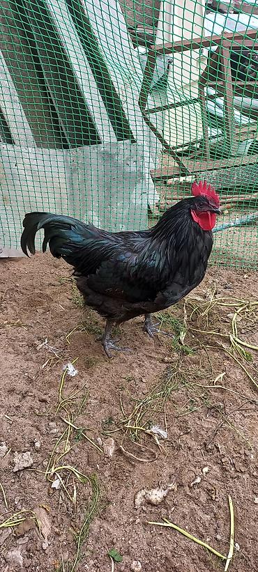 ag xoruz: Tam qara rəngli, iri qırmızı daraqlı xoruzlar. Australorp.9 ayliq.1 — 3
