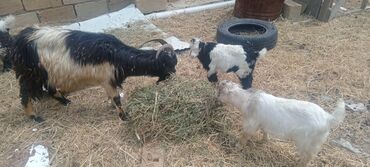 maltipoo qiymeti: Dişi, il: 1