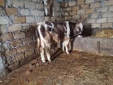 Dana, buzov: Dana, buzov, Erkək, ay: 8, Ətlik — 3