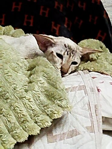 Продажа кошек: Ориентальная, 2 года, Девочка, Белый, Кастрирована, Приучена к лотку, Проглистована — 22