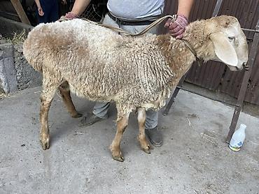 Баран, овца: Продаю | Баран (самец) — 15
