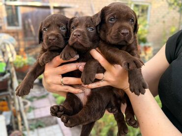 Продажа собак: Щенки лабрадор -ретривер 🐾 Рождены-27.07.2025 Шоколадного окраса С — 7
