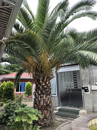 paulownia agaci: Razilasma Yolu Ile 2.60 cm Xurma (xurma xurması) palmı – iri — 2