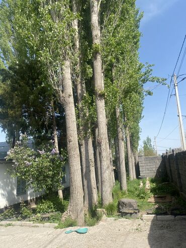 уголь шабыркуль цена бишкек: Дрова Тополь, Самовывоз