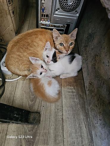 Мышыктар: Котята от домашней кошки - Помёт из трёх котят: два рыже-белых и один — 1
