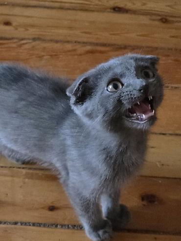 Boz rəngli pişik balası - Cinsə bənzər xüsusiyyətlər: qısa, sıx tük