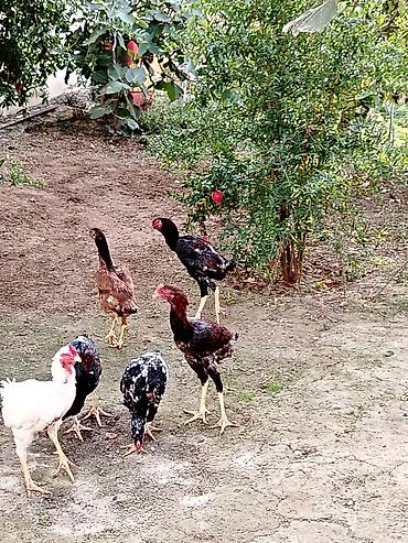 Kənd təsərrüfatı quşları: Toyuq, Damazlıq — 1