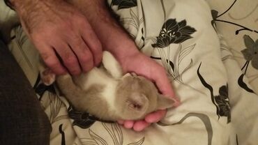 Pişiklər: Dişi, Yaxşı əllərə -da lalafo.az — 5 Pişiklər: Dişi, Yaxşı əllərə — 5