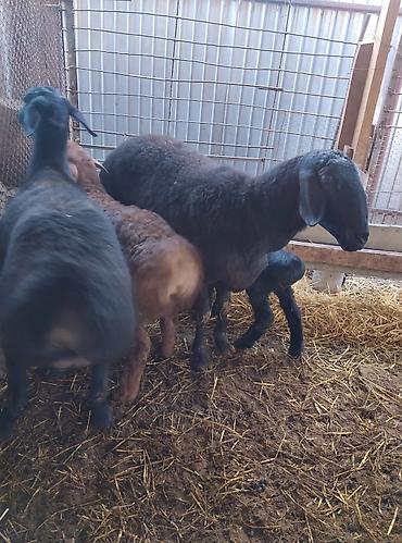 Баран, овца: Продаю | Овца (самка) | Для разведения | Племенные — 7