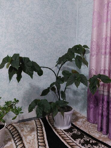 Другие комнатные растения: Бегония "Крылья Ангела" гулу бийиктиги 110см гулдойт(розовый )