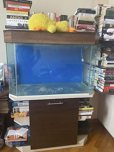 akvarium satışı: Boş, 250 l, Ünvandan götürmə — 1