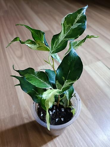 Фикусы: Фикусы Бенджамина разных сортов. Укоренённые черенки в стаканчиках с — 11
