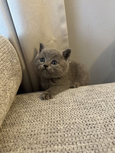 дом для кош: Британская короткошёрстная, 1 месяц, Мальчик, Голубой, Приучена к лотку