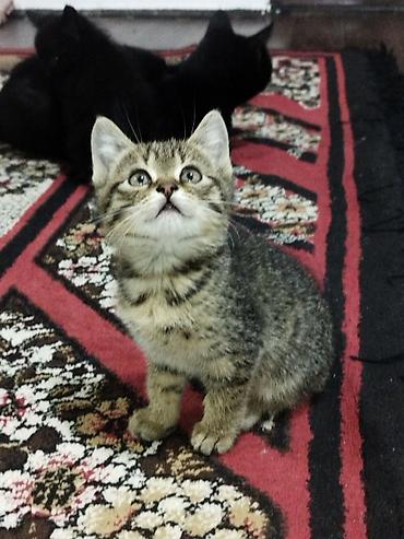 котята отдам в хорошие руки: Котята, домашние, приучены к лотку. Окрас на выбор: дымчато‑серый — 2