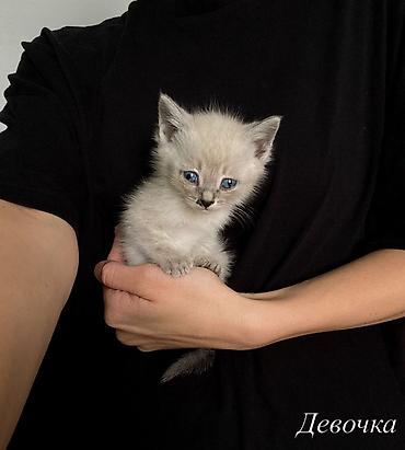 купить бенгальскую кошку: Кошка даром: Беспородная, 1 месяц, Мальчик, Приучена к лотку — 3