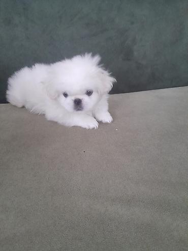 İtlər: Pekines, 2 ay, Erkək, Peyvəndli — 1
