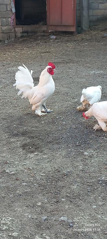 Toyuqlar: Toyuq, Damazlıq — 1