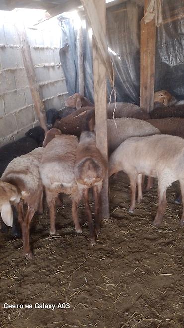 хомяк с клеткой: Другие животные — 3
