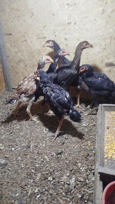 продам дом киргизия 1: Дакан жожолор сатылат 6 штук бар оруп айыгып келе жатат алмашу жолдору — 1