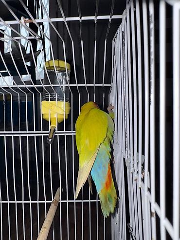 золотая шиншилла котенок: Naxçıvan tutuquşusu (lovebird) – parlaq rəngli cüt - Rəngləri: əsasən — 3