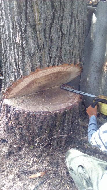 попилить дрова цена: Спилить дерево! Нет проблем. Очистить от разросшихся кустарников и