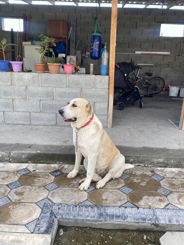 дратхар собака: Алабай сучка 1 год 6 месяцев один раз рожала 9 крупных щенков