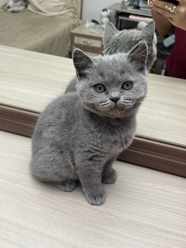сколько стоит вислоухий котенок: Шотландская Скоттишь фолд девочка