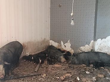 dəniz donuzu qiyməti: Məhsul: Donuzlar və balaları . Bir ana 8 bala 2500 . Üç ana 26 bala — 2