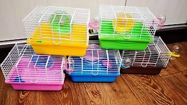 hamster kombat voucher: ПРОДАЮ ДЖУНГАРСКИХ И СИРИЙСКИХ ХОМЯЧКОВ,А ТАК ЖЕ — 9