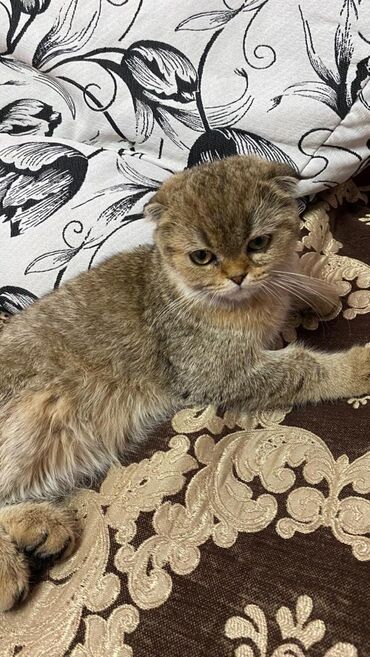 кот вислоухий купить: Шотландская вислоухая кошка (Scottish Fold) - Окрас: золотистый табби