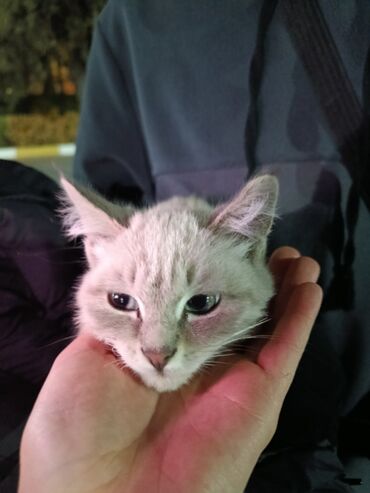 продажа домашних животных: Котёнок, окрас сил-пойнт/серебристый табби - Возраст: примерно 2–3