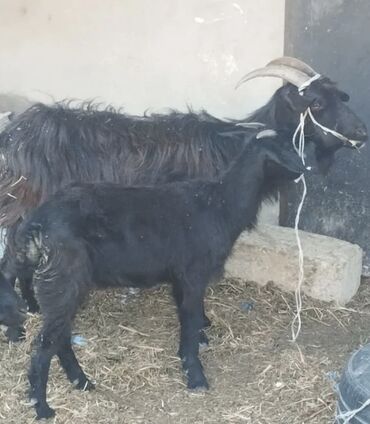 bakida cins ineklerin satisi: Qara rəngli yerli keçi və oğlaq - Növ: yerli qara keçi (ana) və