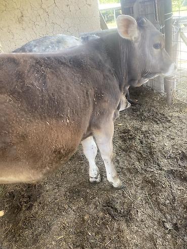 Коровы, быки: Продаю | Бык (самец) | Привязанные — 3