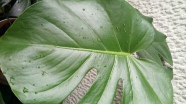 Sobne biljke: Filadendron, lepa, kvalitetna biljka