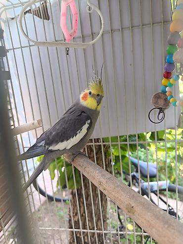 tutuquşlar: Nimfa (Cockatiel) папuqayı və qəfəs dəsti - Növ: Nimfa (Cockatiel) — 3